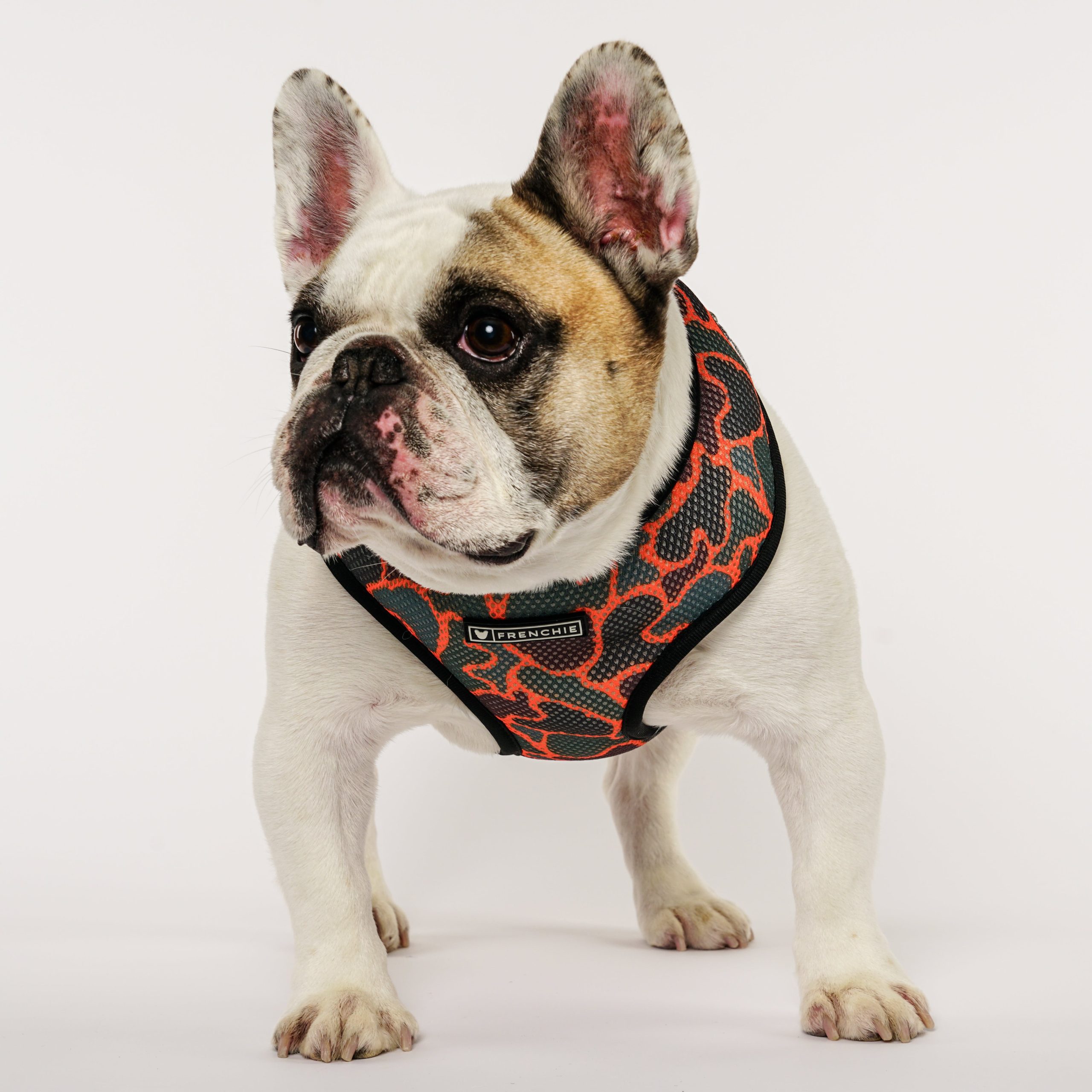 Frenchie Duo Reversible Harness - Duck Hunter - Image 2