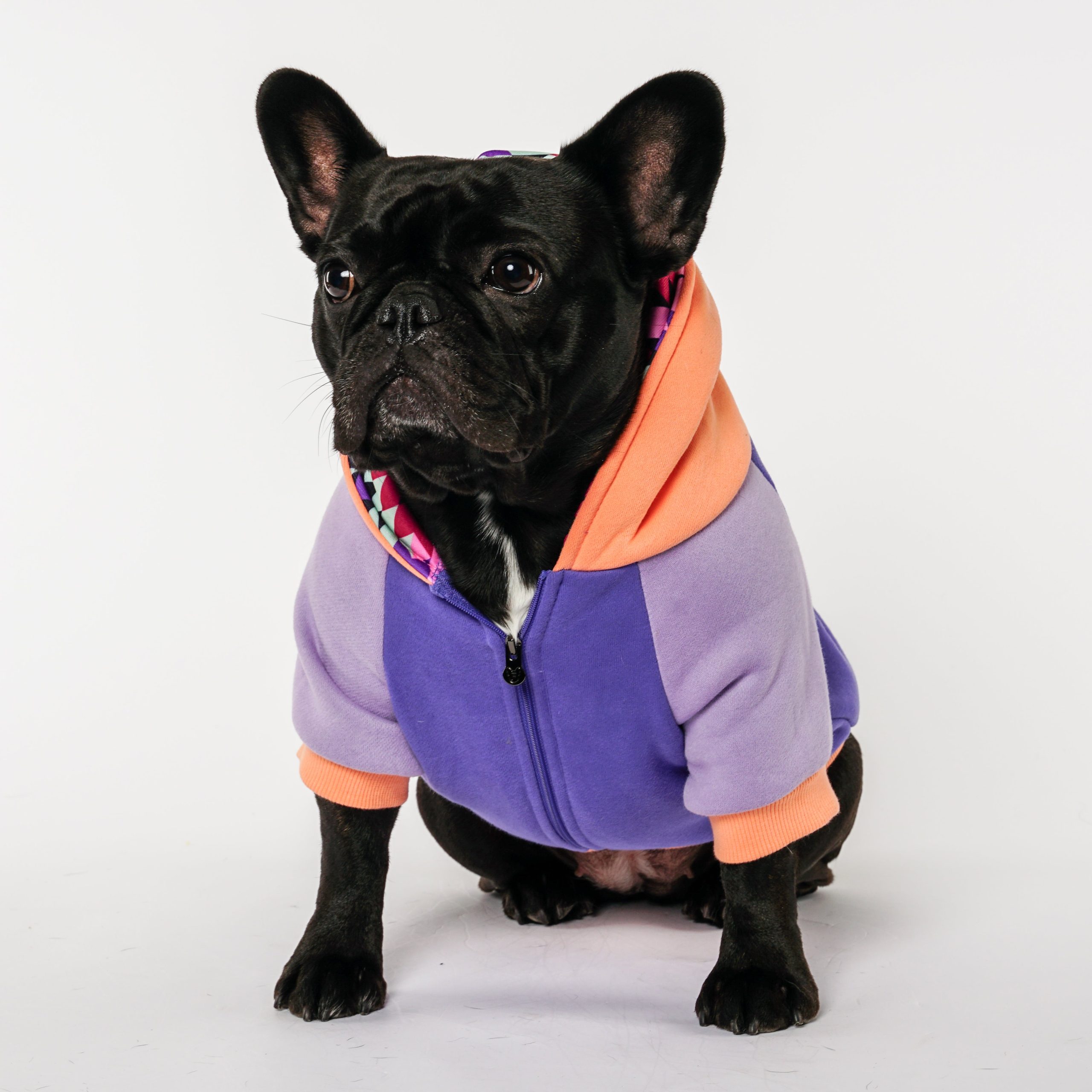 Frenchie Dog Hoodie - Twilight - Image 2