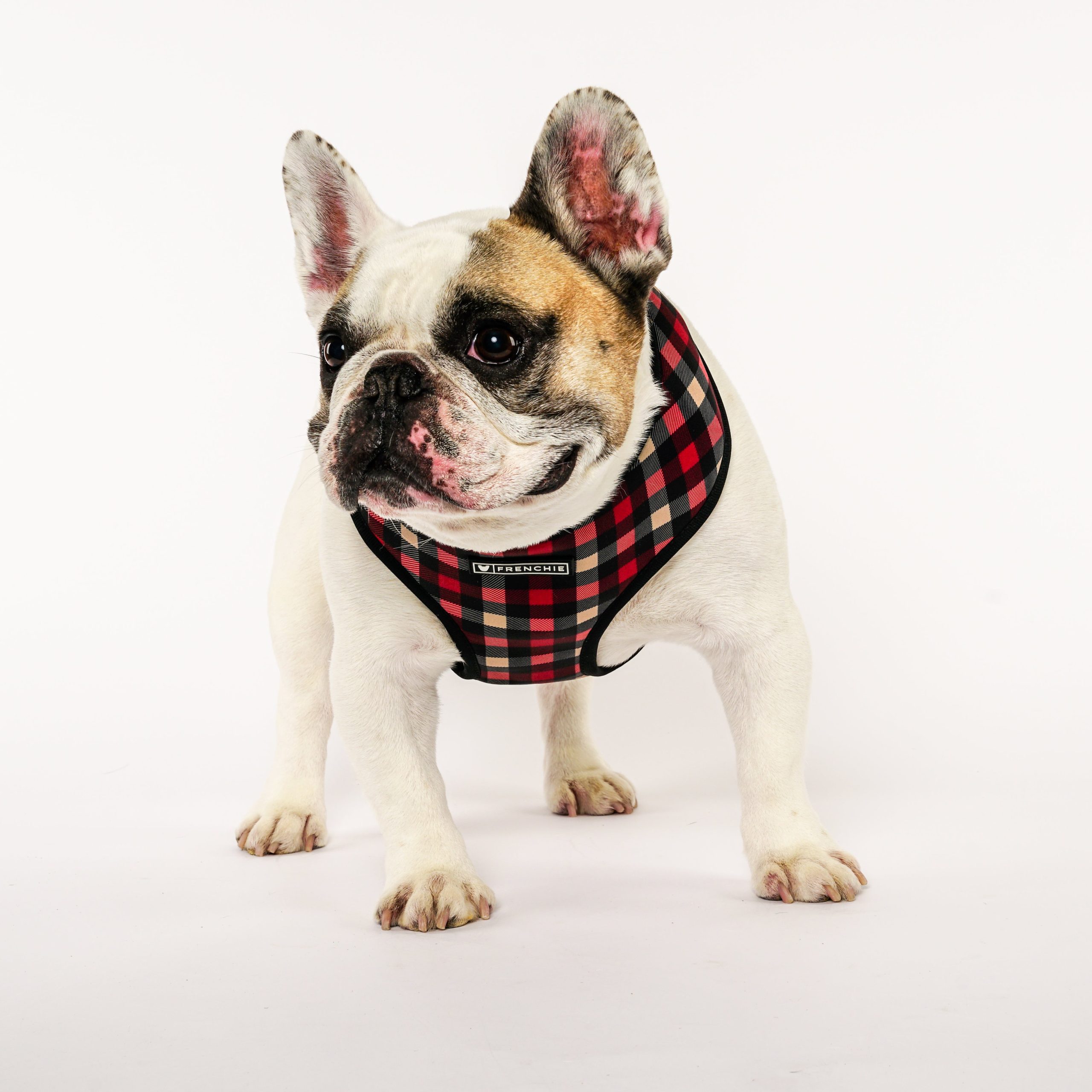 Frenchie Duo Reversible Harness - Cabin Plaid - Image 2