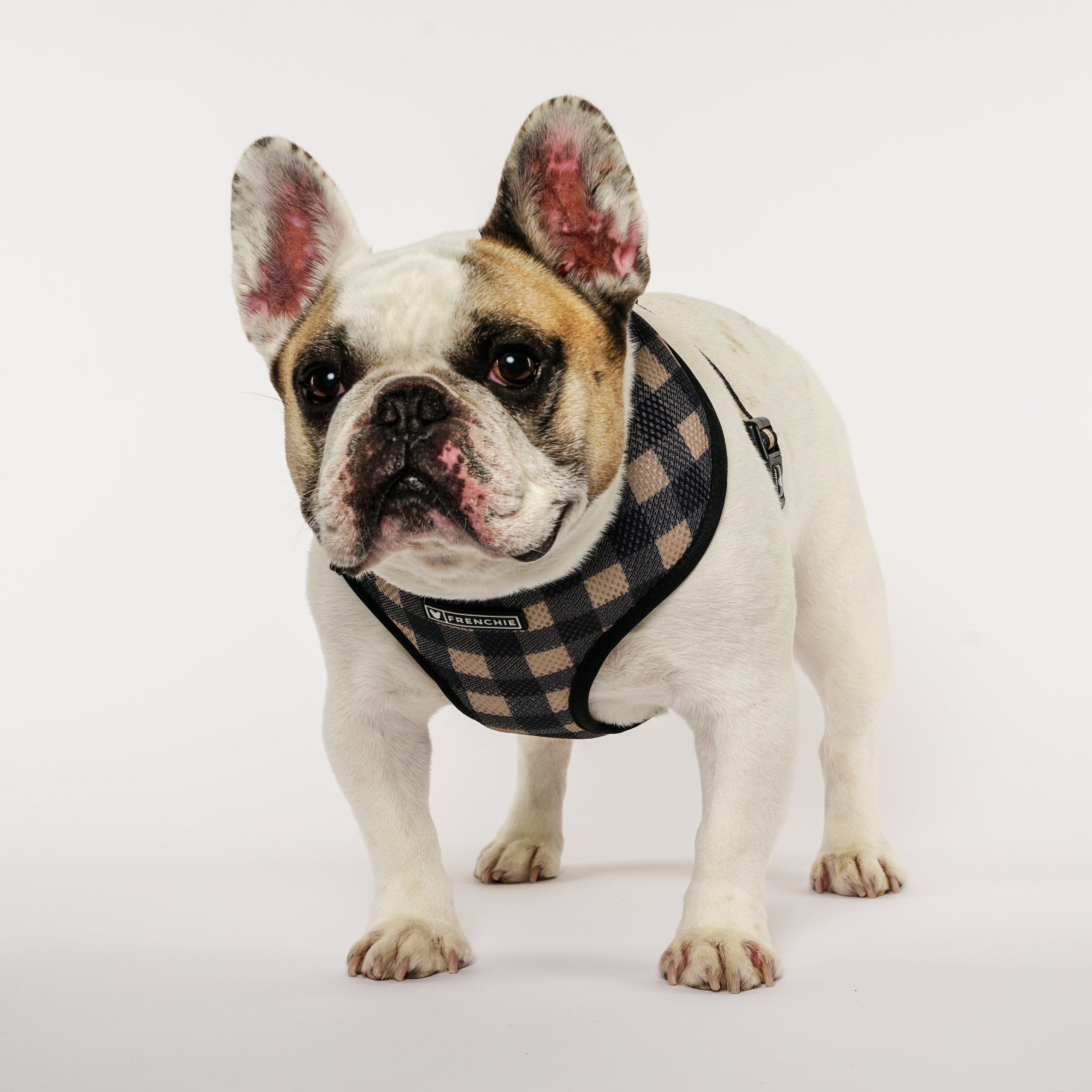 Frenchie Duo Reversible Harness - Cabin Plaid - Image 3