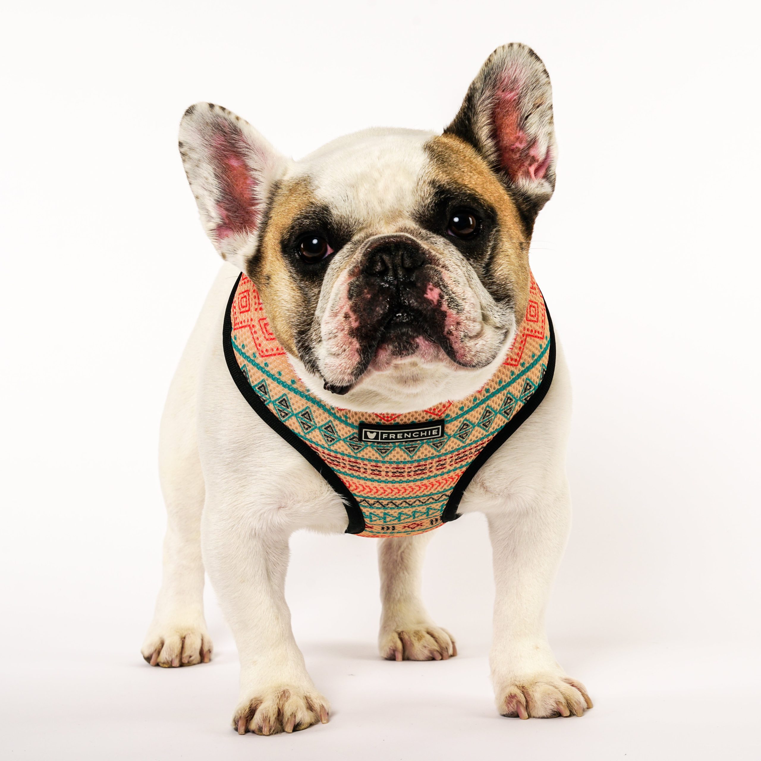 Frenchie Duo Reversible Harness - High Noon - Image 2