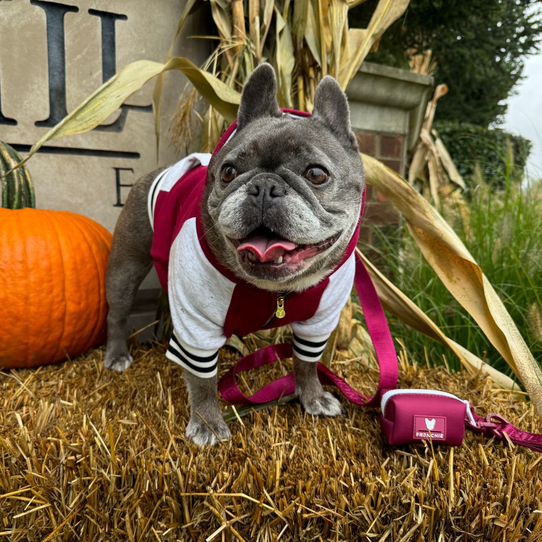 Frenchie Dog Hoodie - Ruby Varsity - Image 2