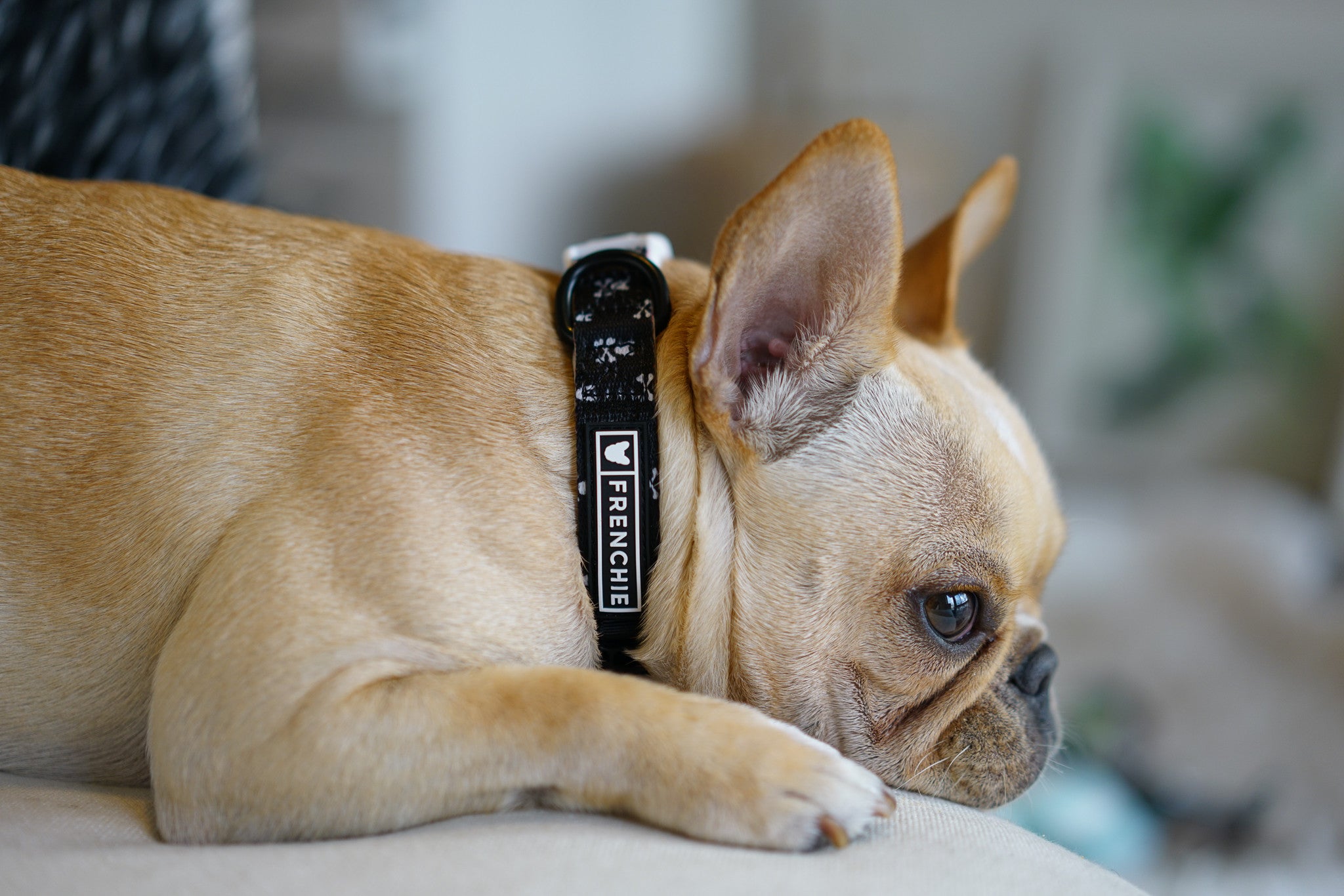 Frenchie Comfort Collar - Bad To The Bone - Image 2