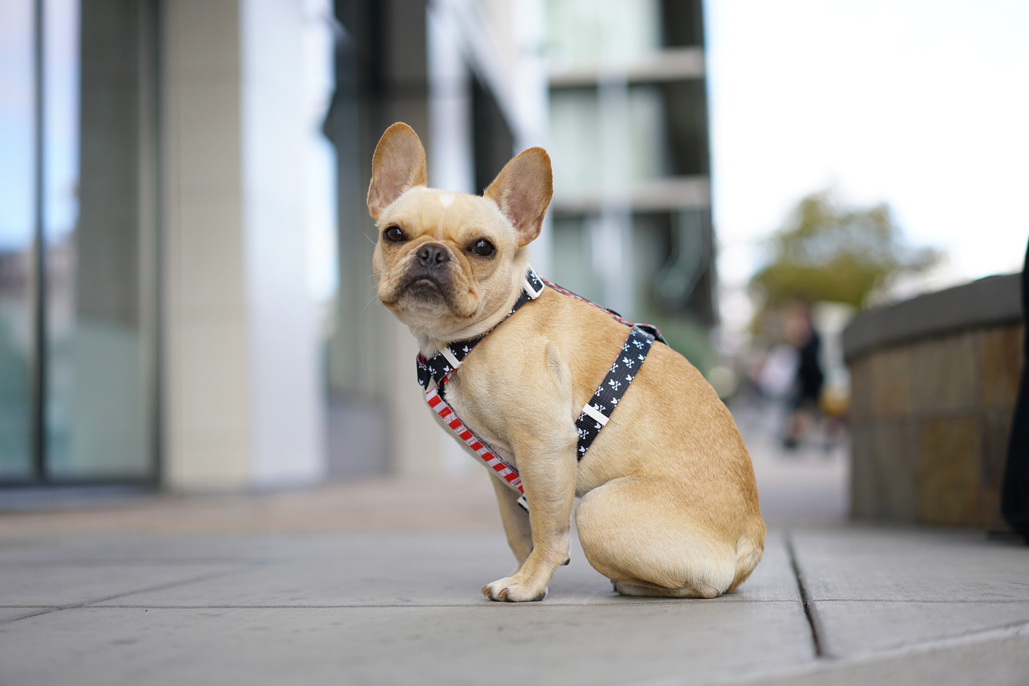Frenchie Strap Harness - Bad to the Bone - Image 2