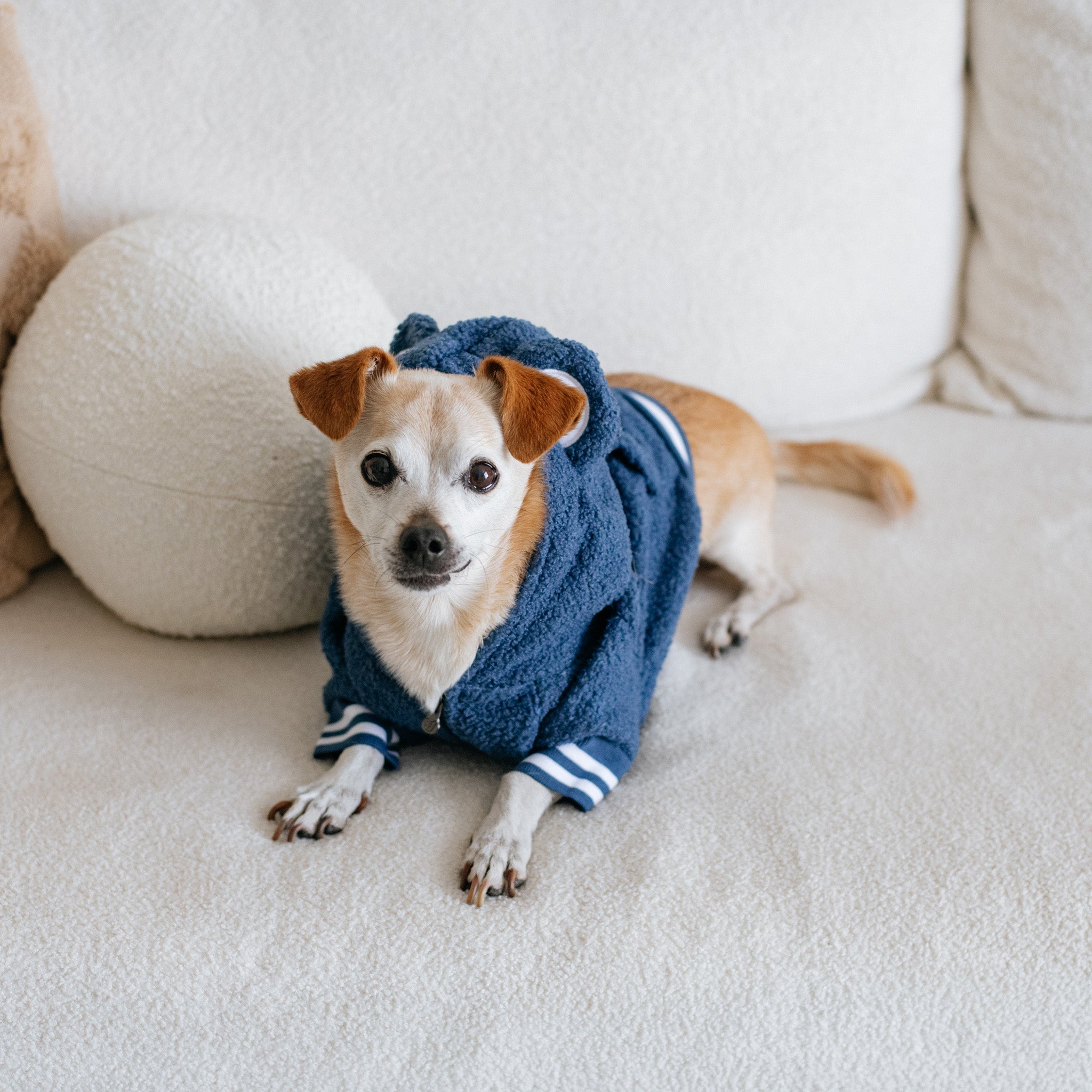 Frenchie Dog Hoodie - Blue Teddy - Image 3