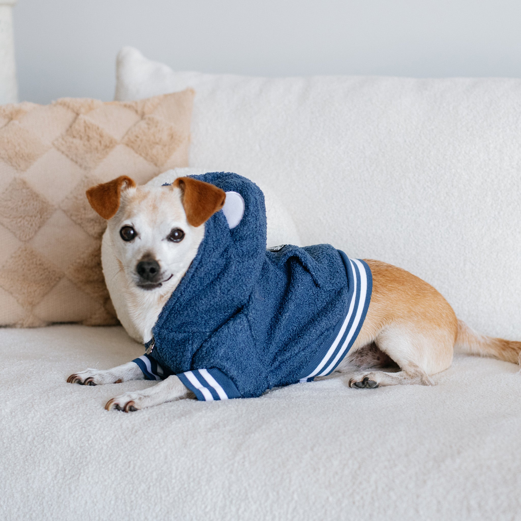 Frenchie Dog Hoodie - Blue Teddy - Image 4