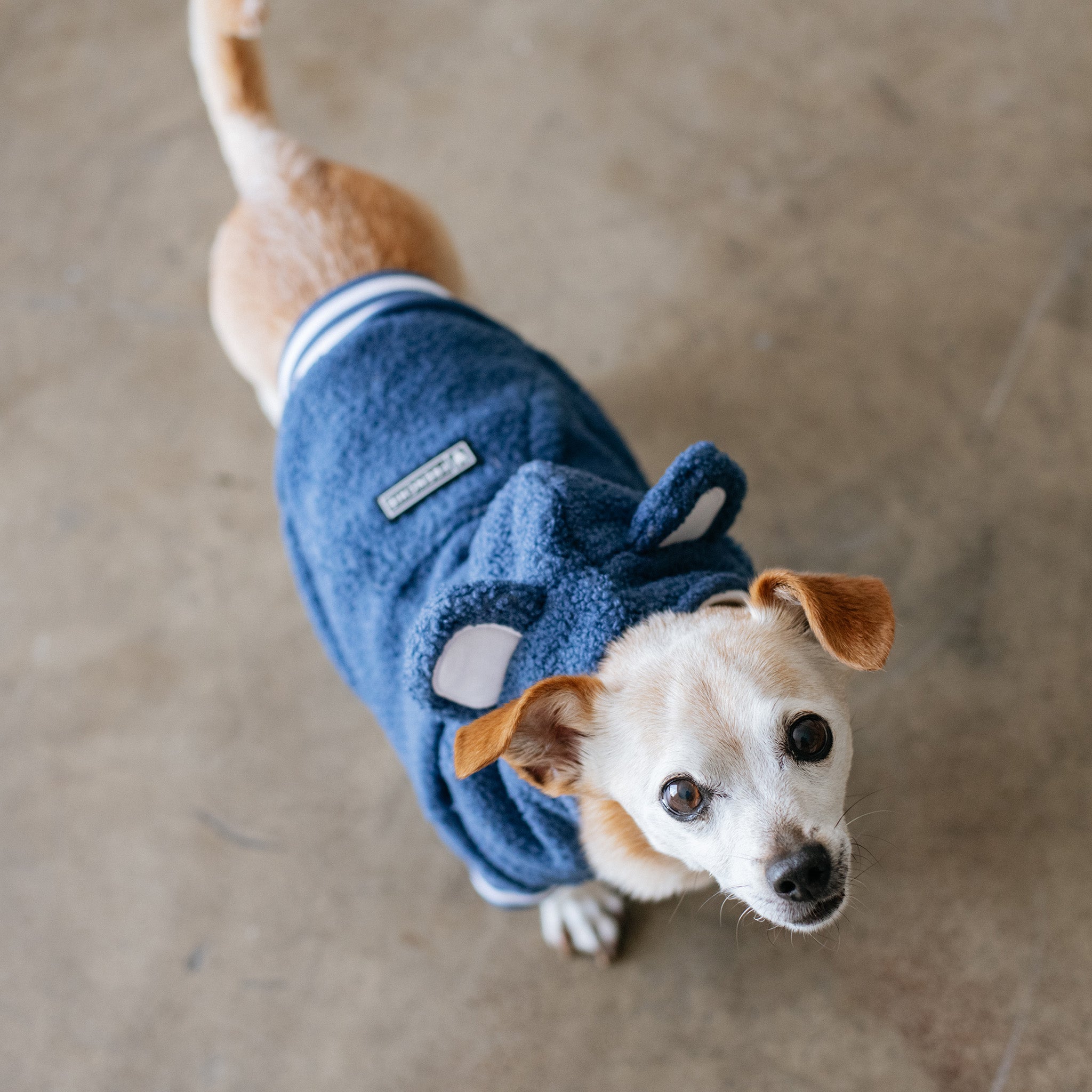 Frenchie Dog Hoodie - Blue Teddy - Image 5