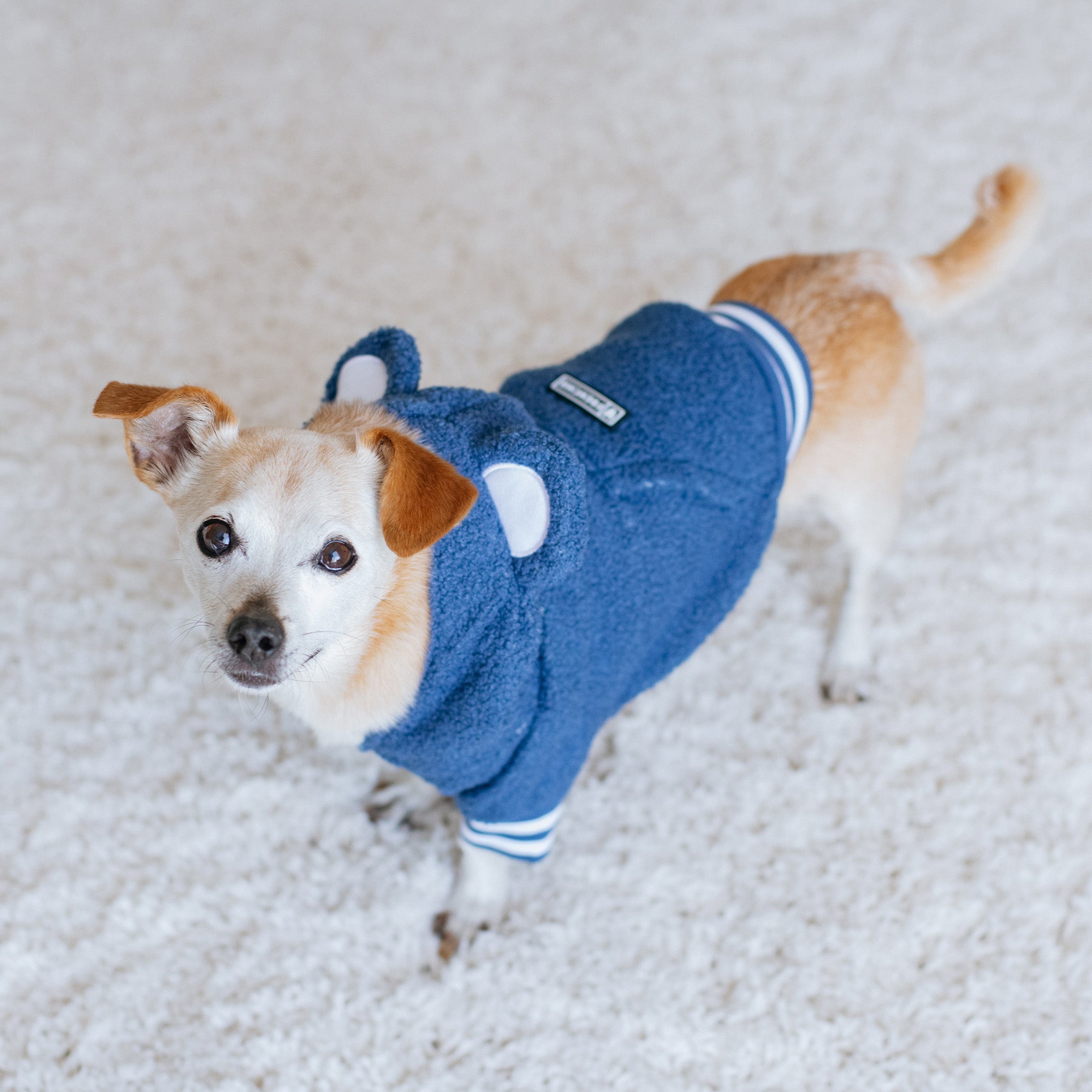 Frenchie Dog Hoodie - Blue Teddy - Image 7