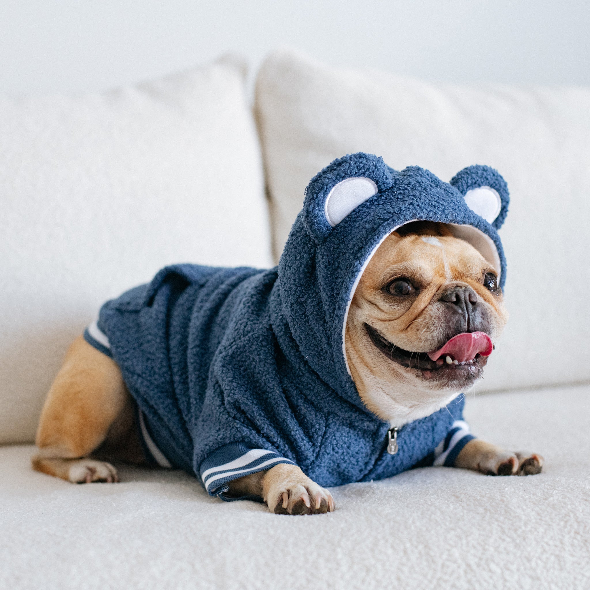 Frenchie Dog Hoodie - Blue Teddy - Image 9